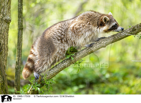 Waschb�r / raccoon / DMS-17509