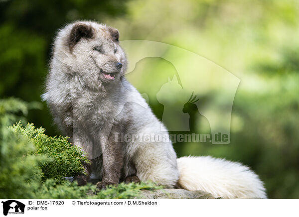 Polarfuchs / polar fox / DMS-17520