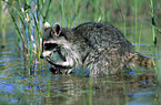 Northern Raccoon