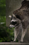 raccoon