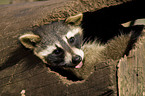 raccoon