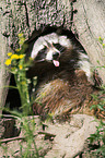 raccoon