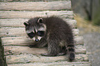 northern raccoon