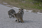 raccoons