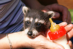 northern raccoon baby