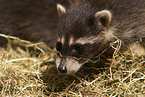 northern raccoon baby