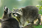 northern raccoons