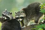 northern raccoons