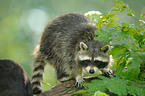 northern raccoon