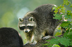 northern raccoon