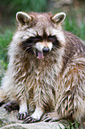 northern raccoon