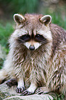 northern raccoon