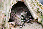 northern raccoon