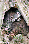 northern raccoons