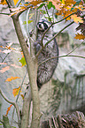 northern raccoon