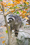 northern raccoon