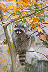 northern raccoon