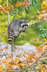 northern raccoon