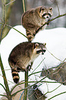 northern raccoons