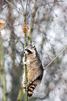 northern raccoon