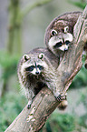 northern raccoons