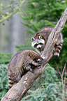 northern raccoons