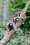 northern raccoons