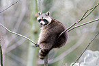 northern raccoon