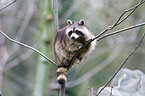 northern raccoon