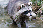 northern raccoon