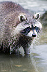 northern raccoon