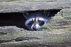 northern raccoon