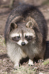 northern raccoon