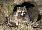 northern raccoon