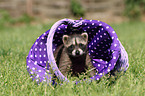 northern raccoon baby