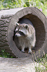 northern raccoon