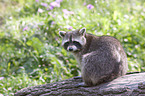 northern raccoon