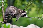 northern raccoon