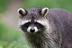 northern raccoon