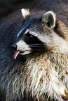 northern raccoon