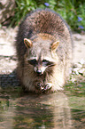 northern raccoon