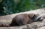 northern raccoon