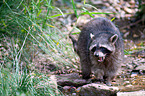 northern raccoon