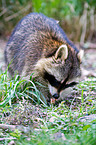 northern raccoon