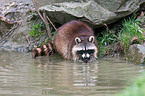 northern raccoon