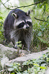 northern raccoon