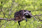 northern raccoon