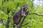 northern raccoon