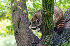 northern raccoon