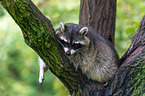 northern raccoon